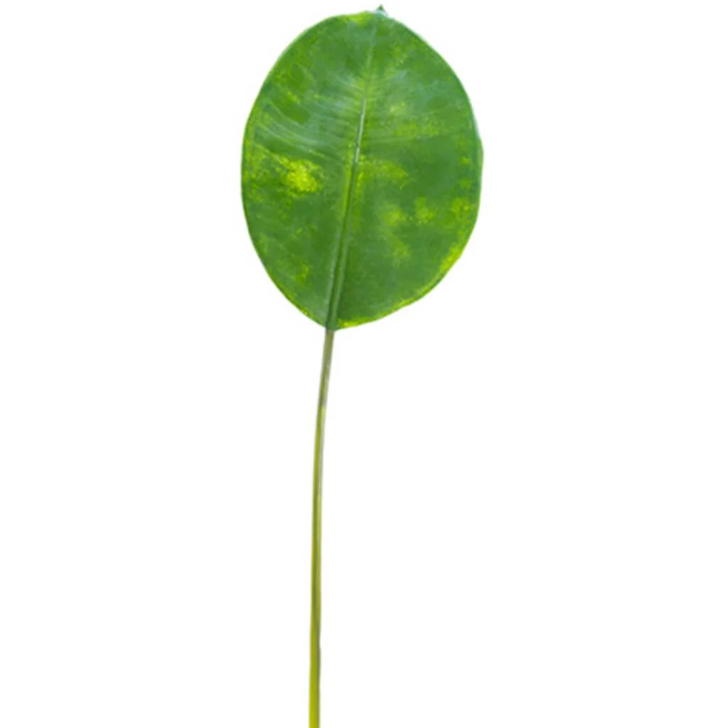 Rubber Plant Leaf Spray 28" Green