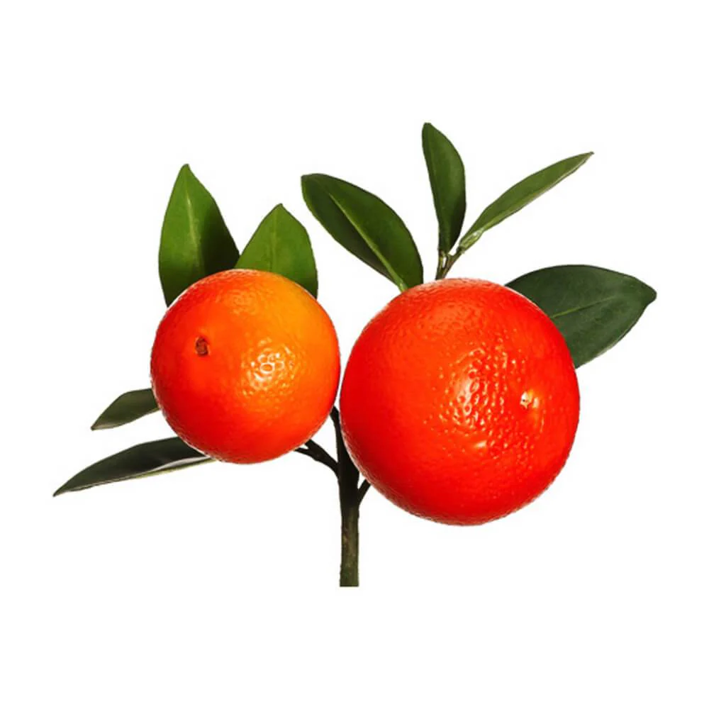 Orange Pick 8.5" Or