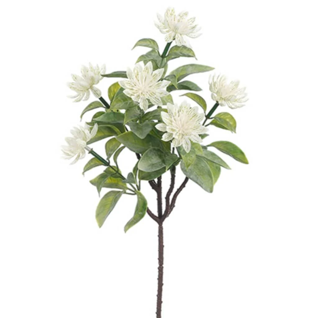 Astrantia Bush 15" Wh