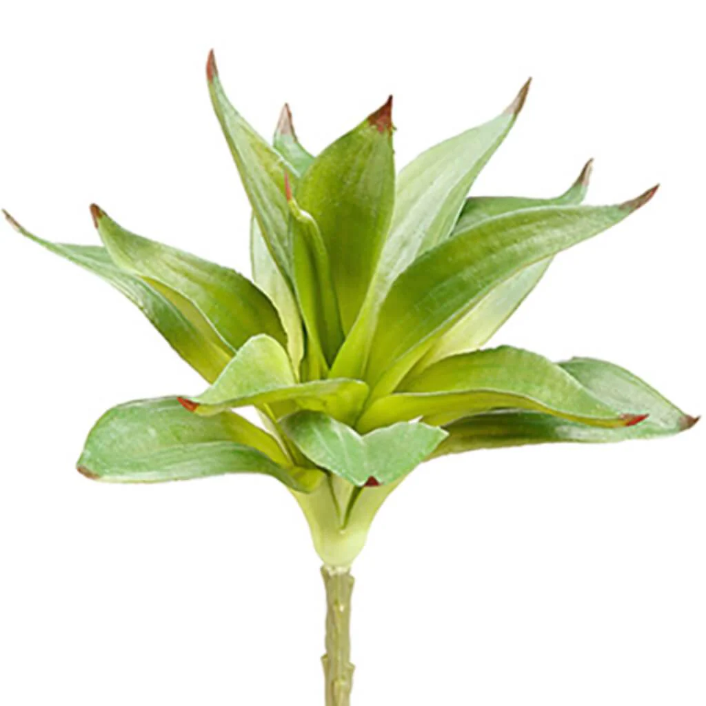 Dracaena Spray 10" Green