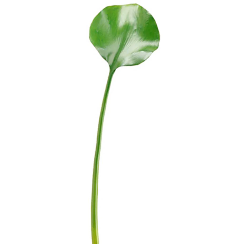 Water Lily Leaf Spray 18" Green