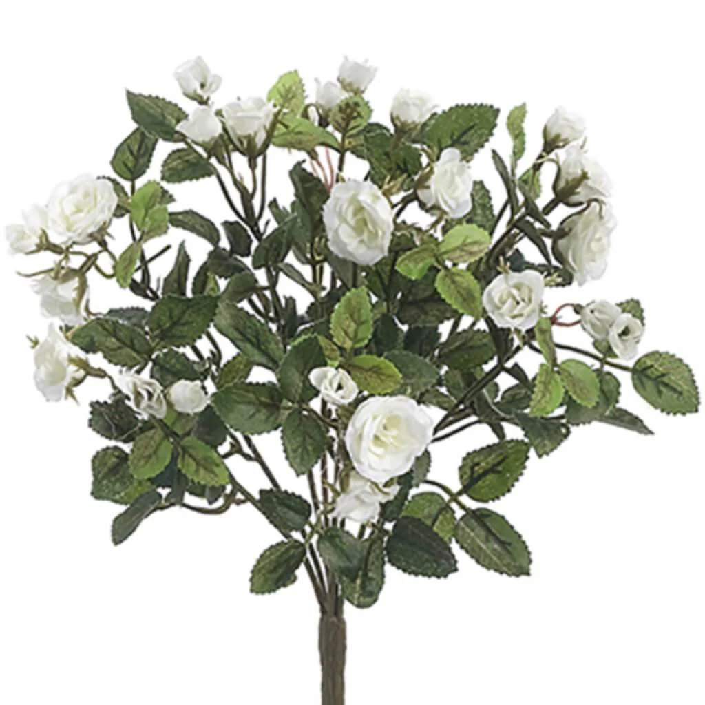 Mini Rose Bush X8  White, 12.5in