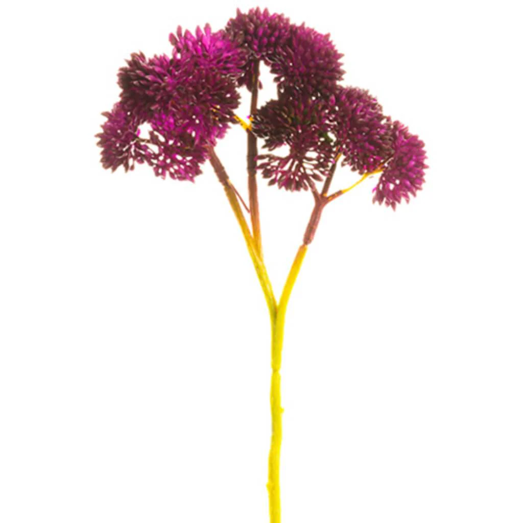 Sedum Pick Bundle X3 8" Bu