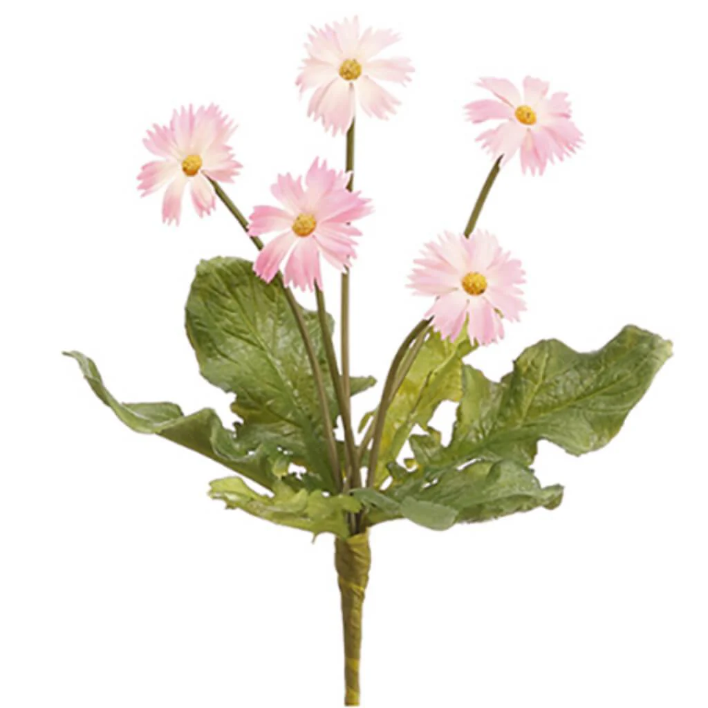 Mini Daisy Bush 8" Pk