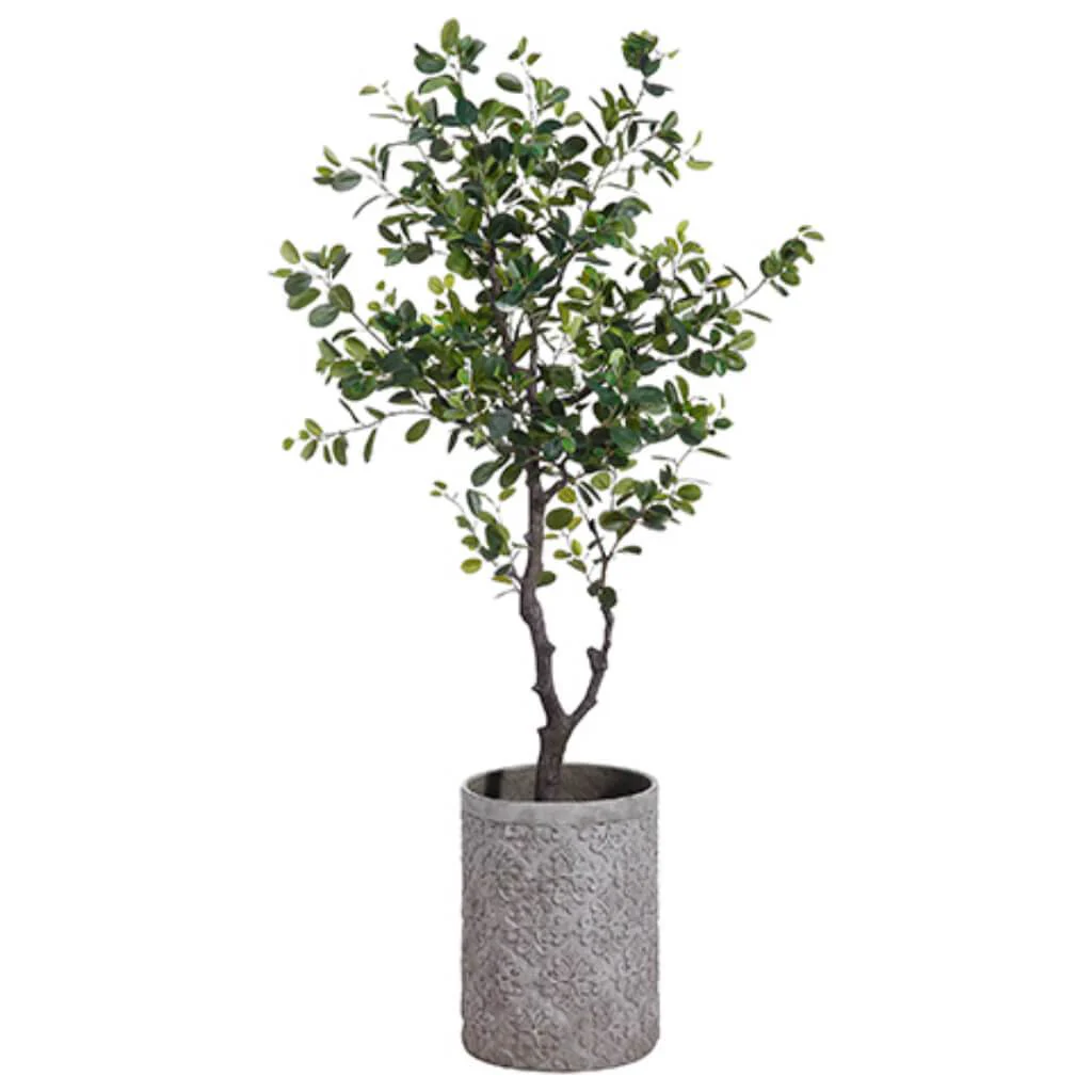 Eva Ficus Tree in Fiber Cement Planter 6.5Ft