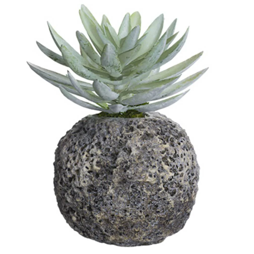 Dudleya In Cement Pot Gr/Gy 9"