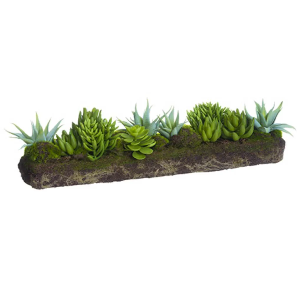 Succu.Gdn W/Soil/Moss 7.5H20"L