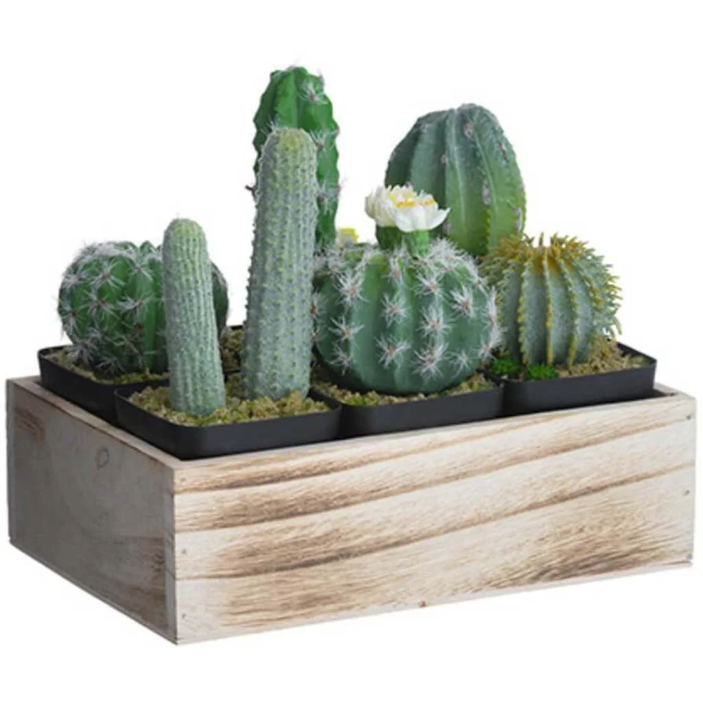 Cactus In Potx6 W/Wd Tray 8.25"