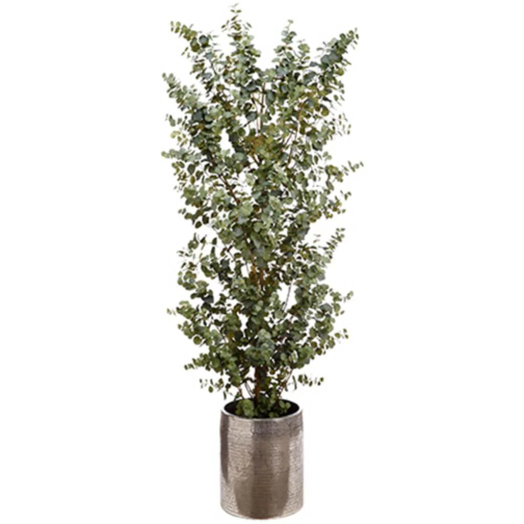 Eucalyptus Tree in Aluminum Planter Green, 8ft