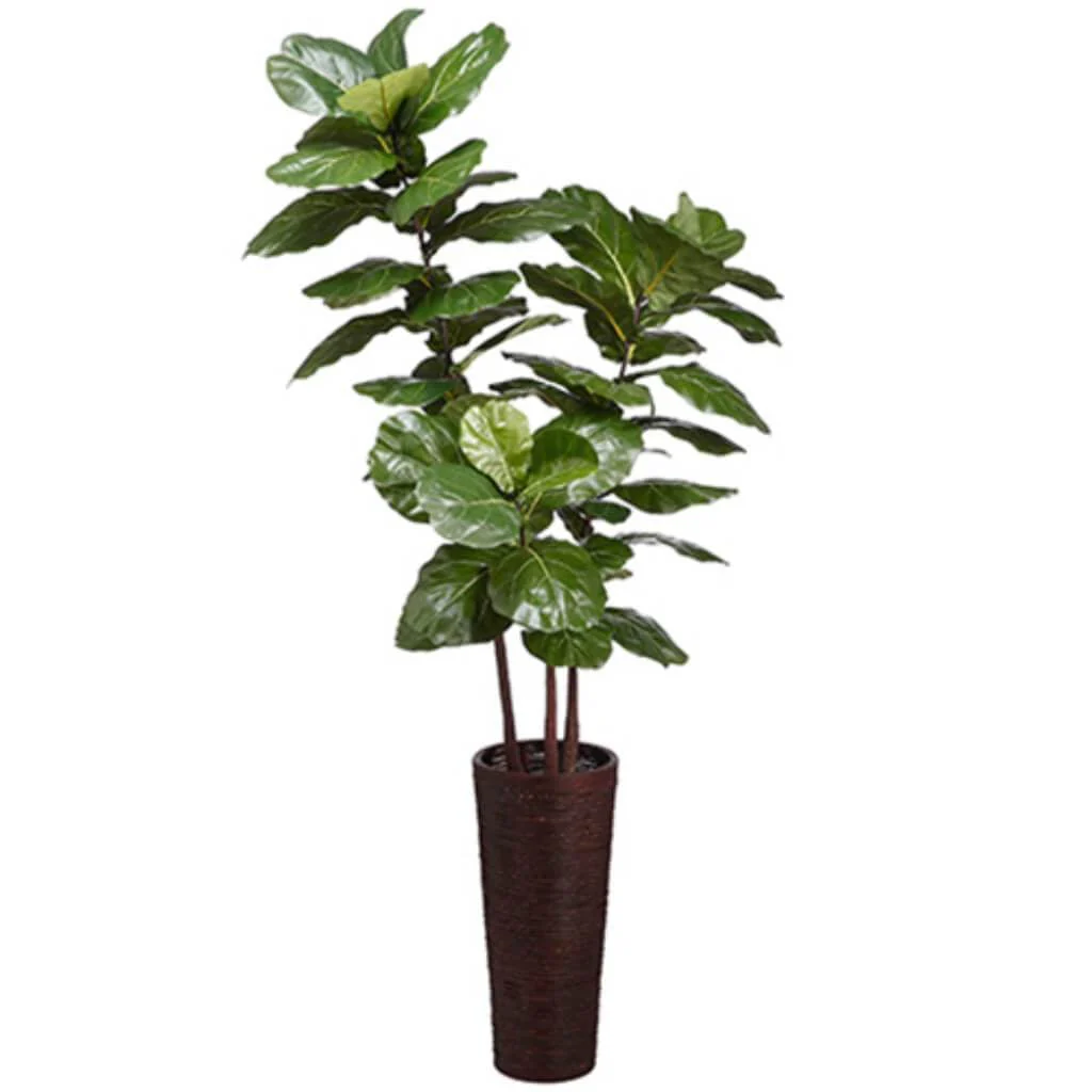 7.5' Fiddle Leaf (Bamboo Cntr)