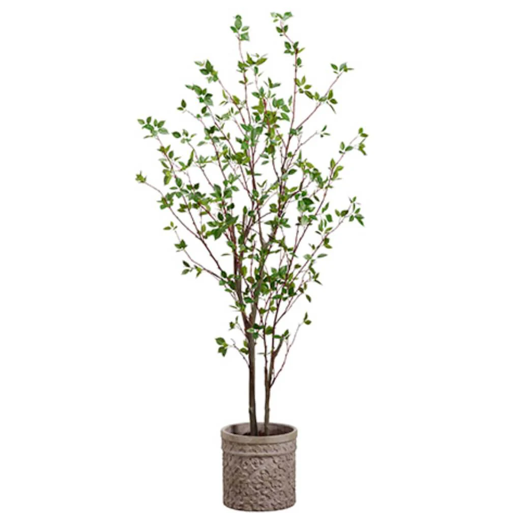 Cornus Tree in Planter Terra Cotta  6ft Green