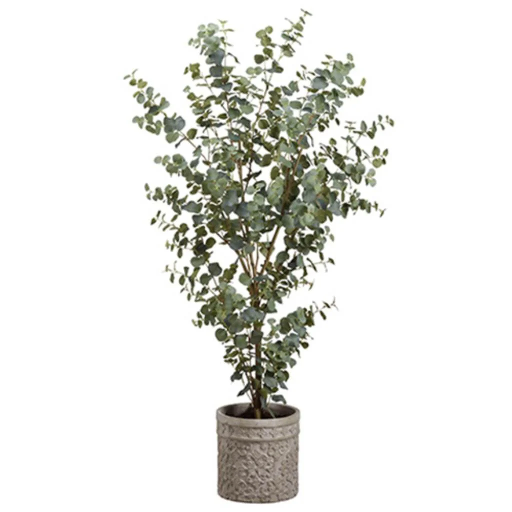 Eucalyptus in Cement Planter, 5ft