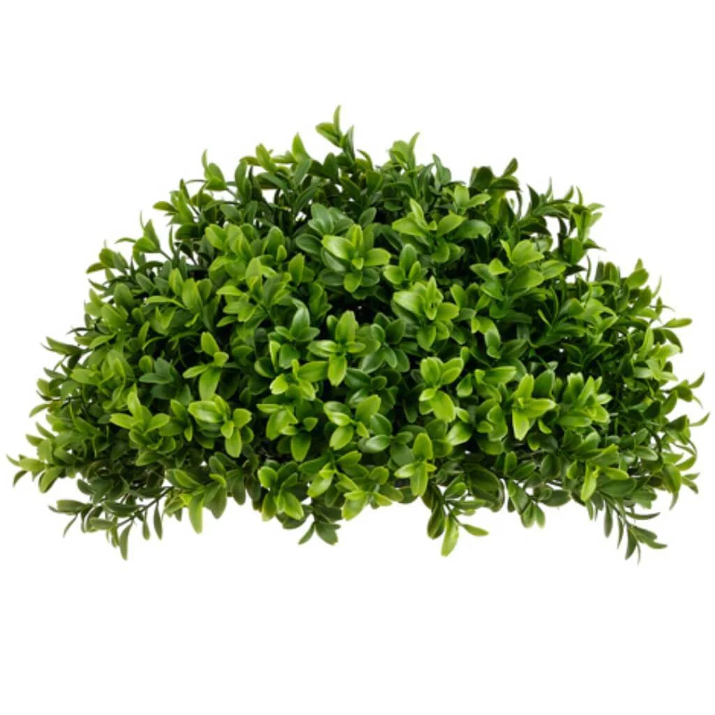 5H13"W Boxwood Half Ball Gr/Tt