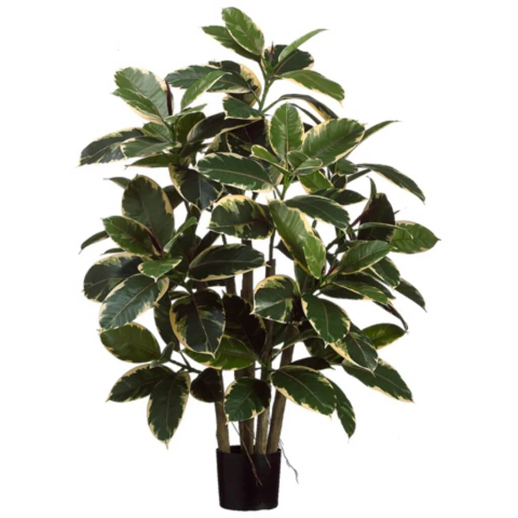 Rubber Leaf Plant, 39in