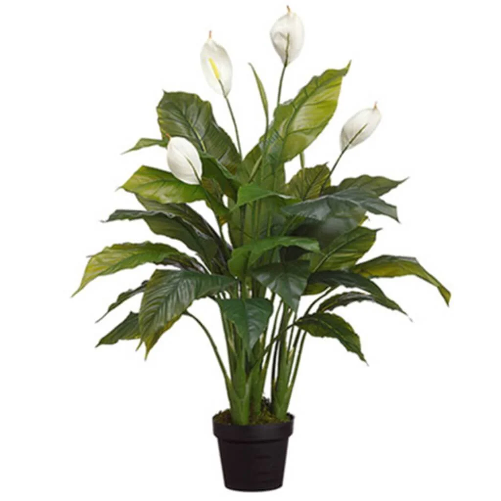 Spathiphyllum Plant In Pot, 42in