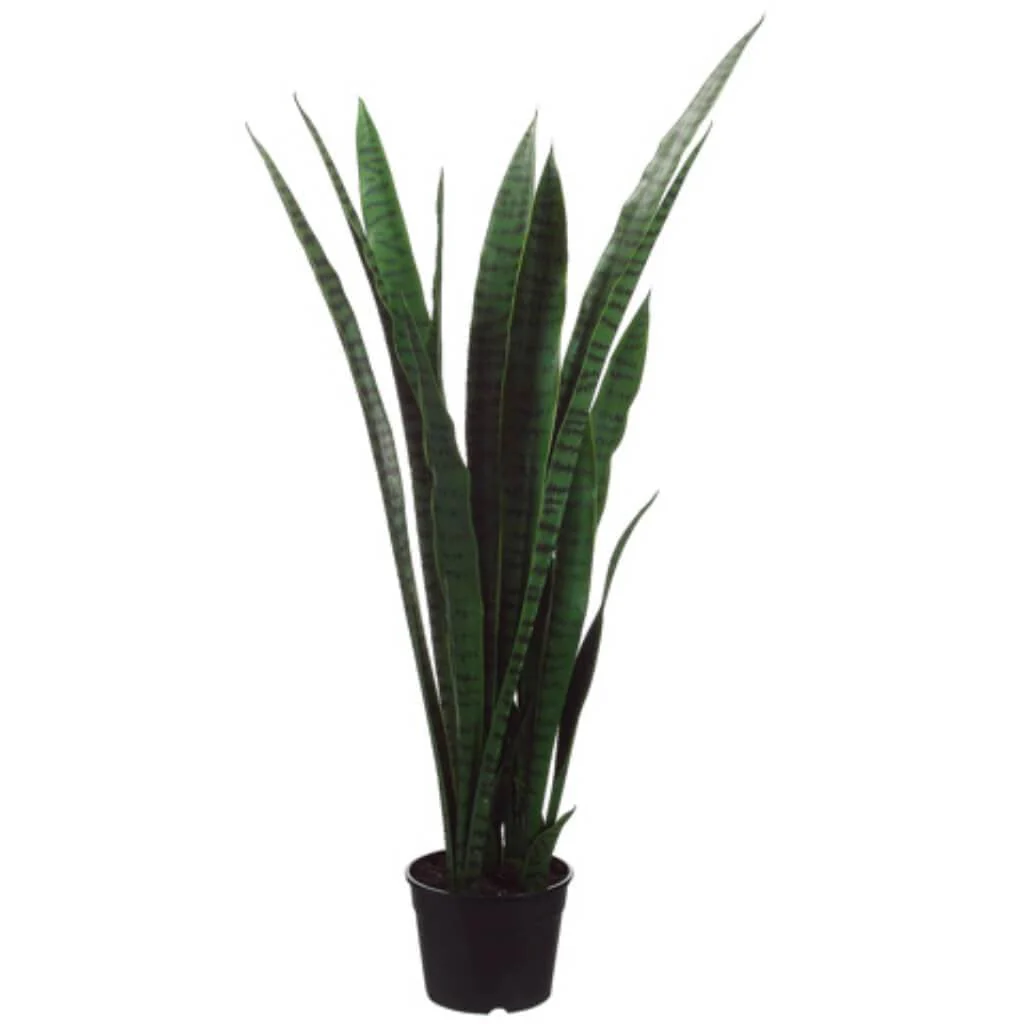 Sansevieria Plant Green/Tt, 44in