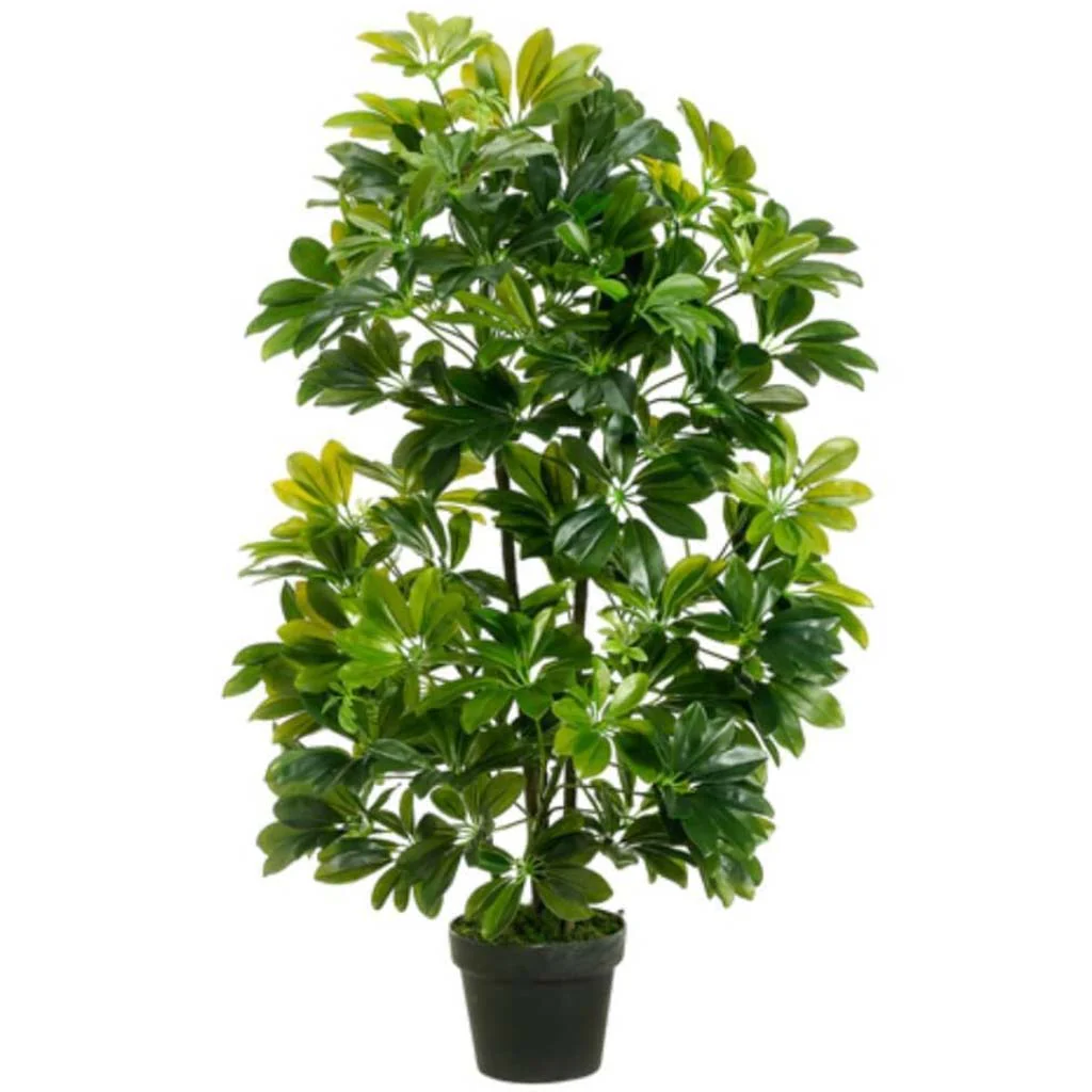 40"Eva Schefflera In Pot Gr
