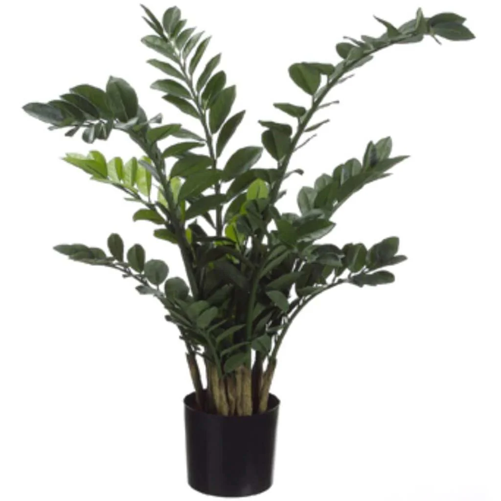 Zamioculcas Plant in Pot Green, 42in