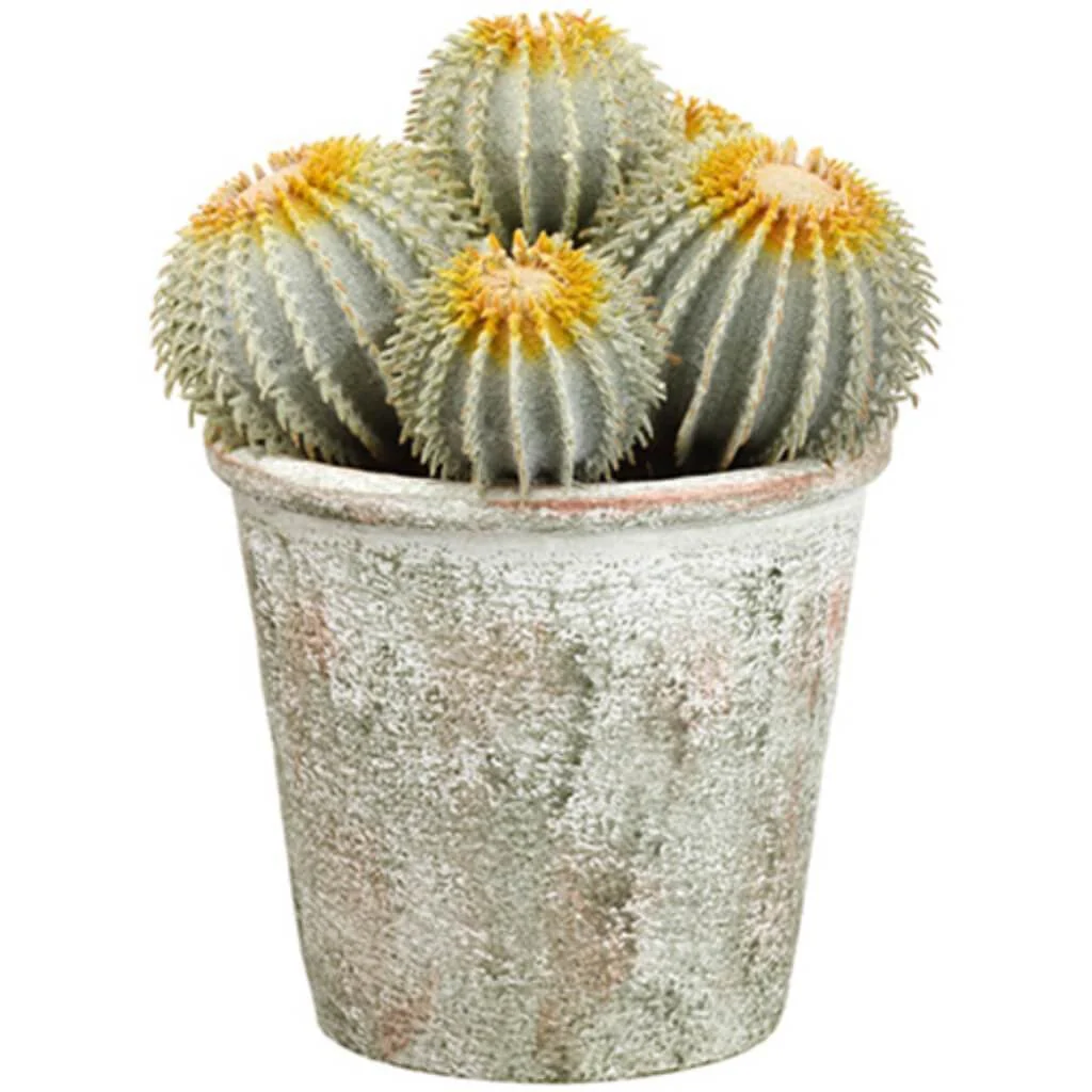 9"Barrel Cactus In Pot