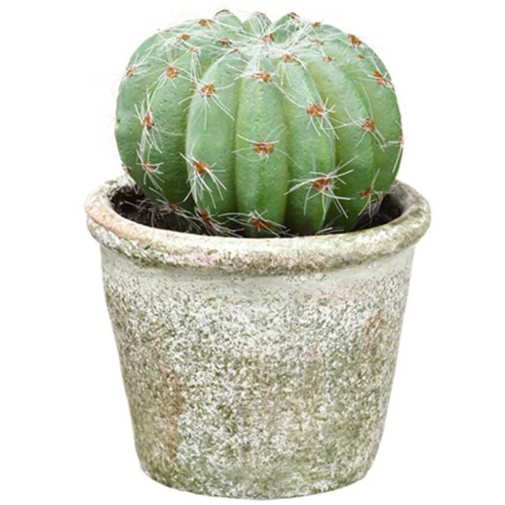 4.25"Barrel Cactus In Pot