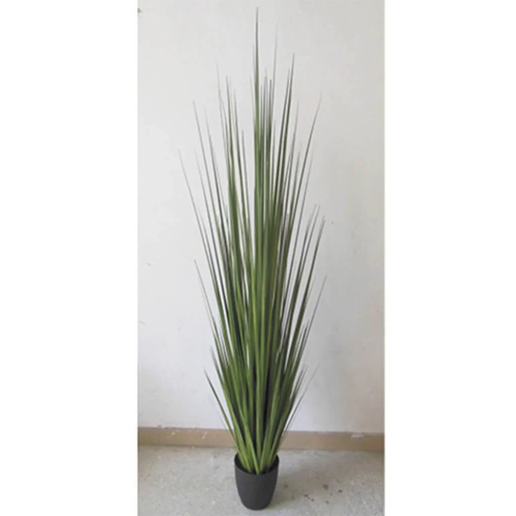 86" Reed Grass In Pot Gr
