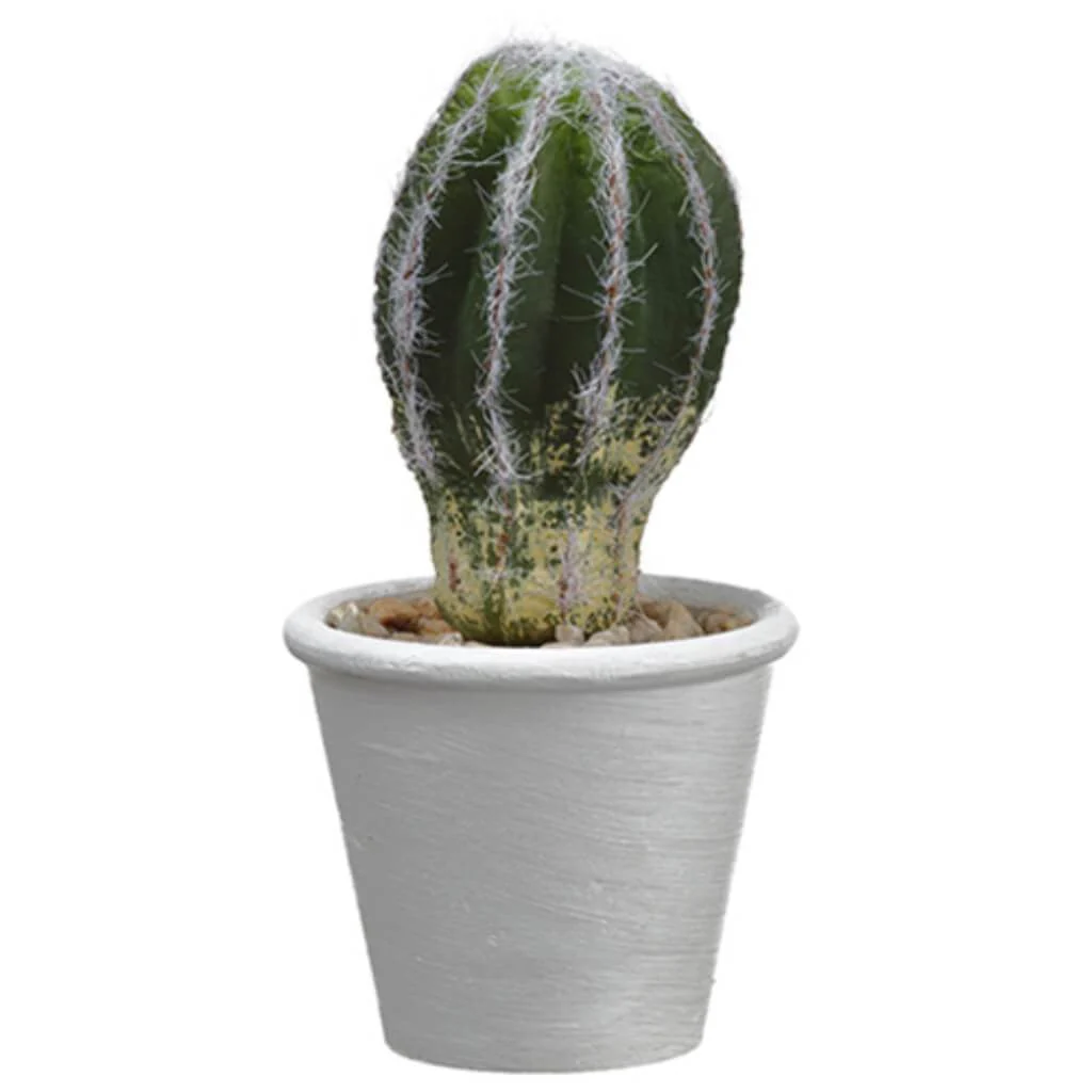7"Hedgehog Cactus In P/M Pot
