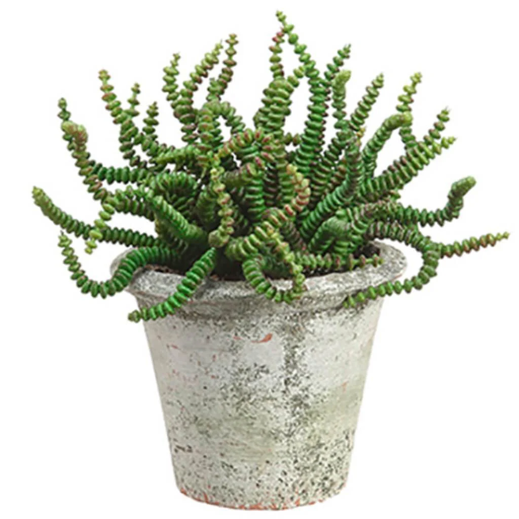 6.5"Orm Succulent In Clay Pot