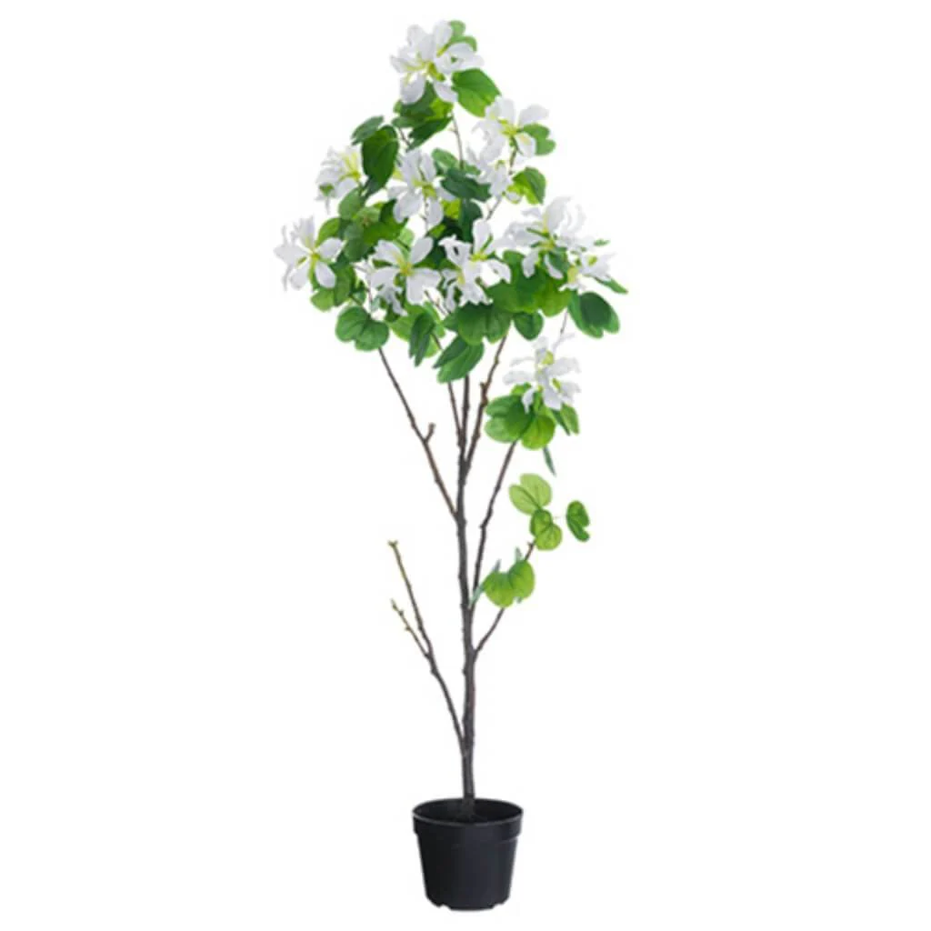 Bauhinia Tree in Pot 66in, White