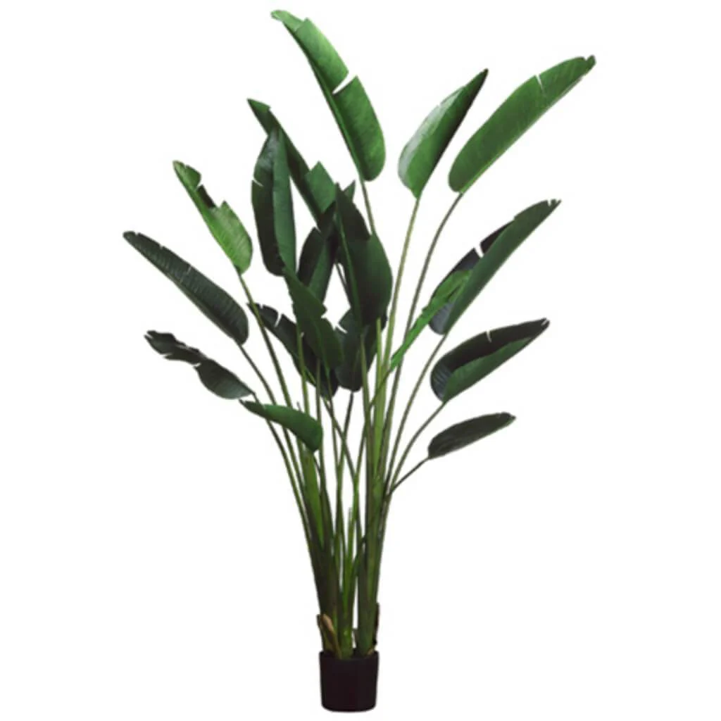 93"Bird Of Paradise Plant(P)Gr