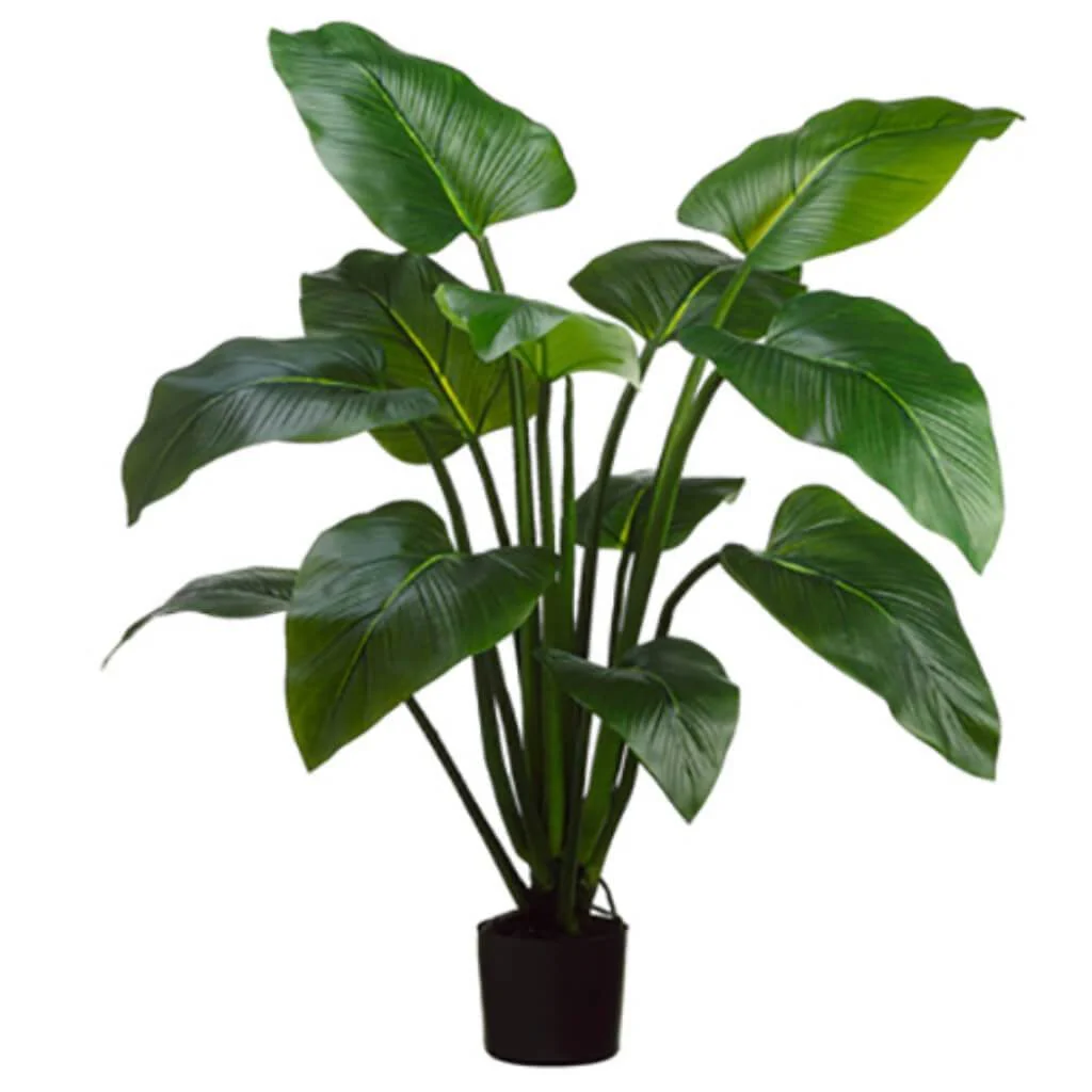 Eva Curcuma Plant 12 Leaves in Pot, 4ft