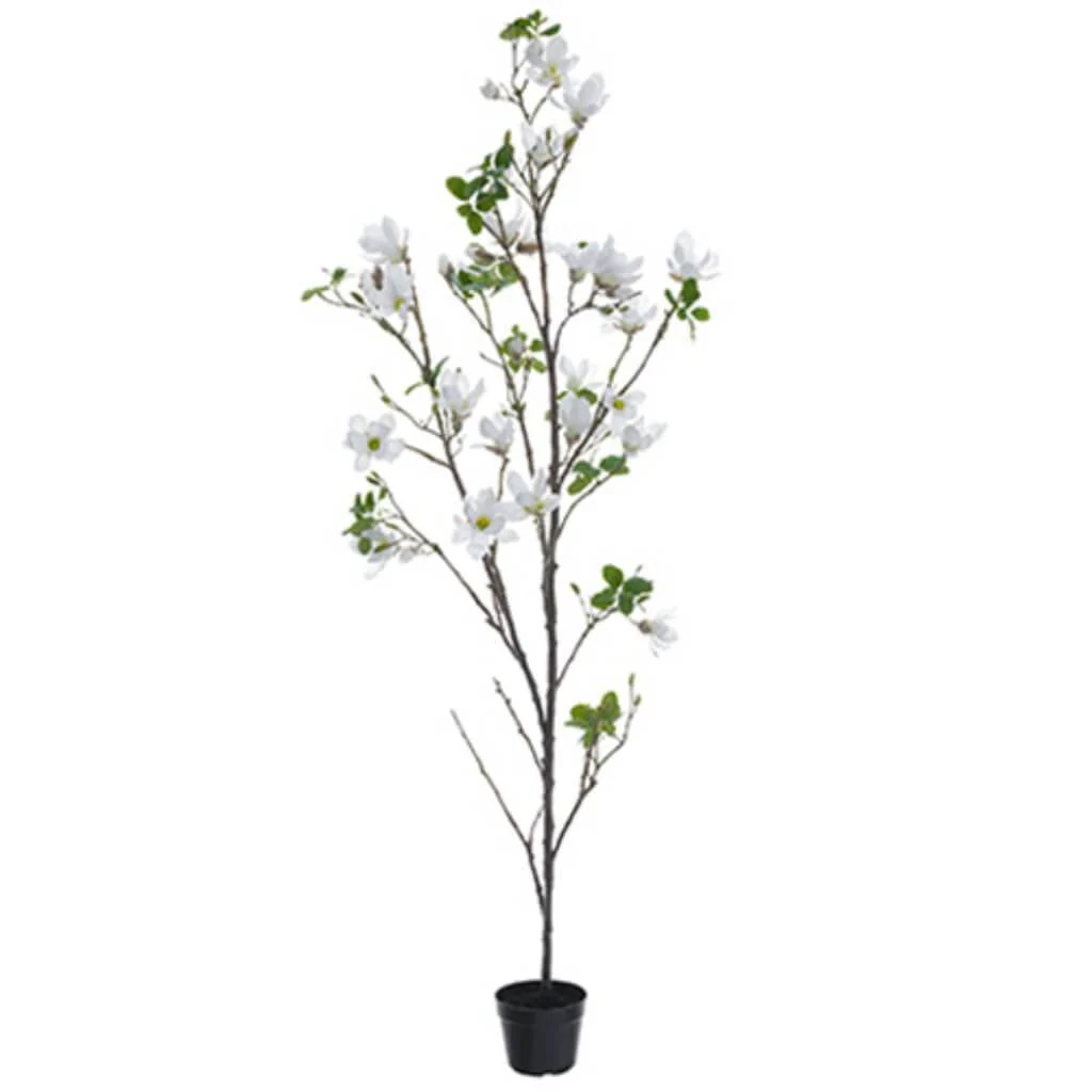 Magnolia Tree in Pot 8ft, White
