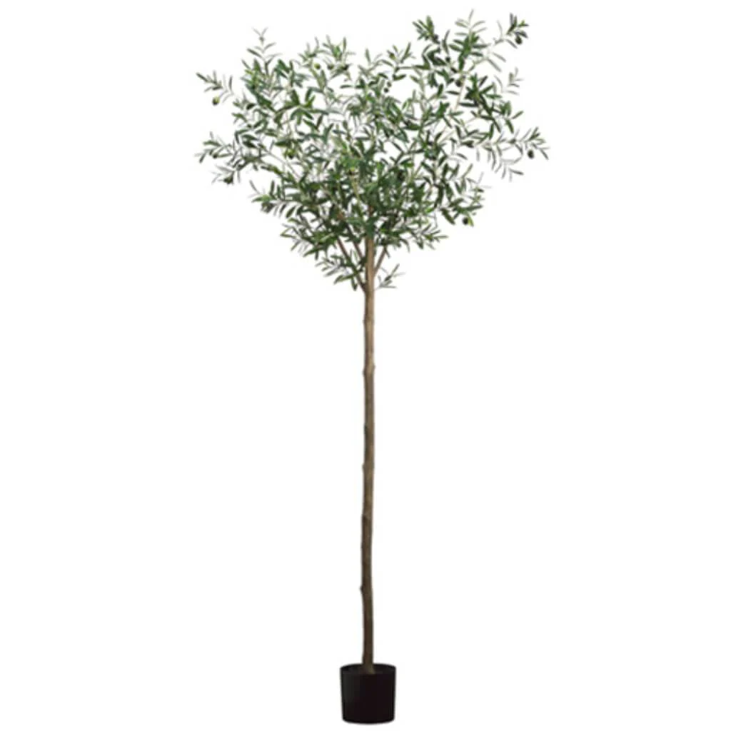 Olive Tree with 1500 Leaves 6ft Gr/Tt