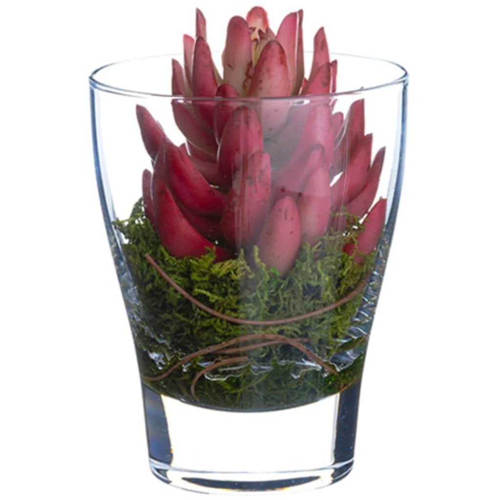 5.5"Echeveria In Glass Vase Bc