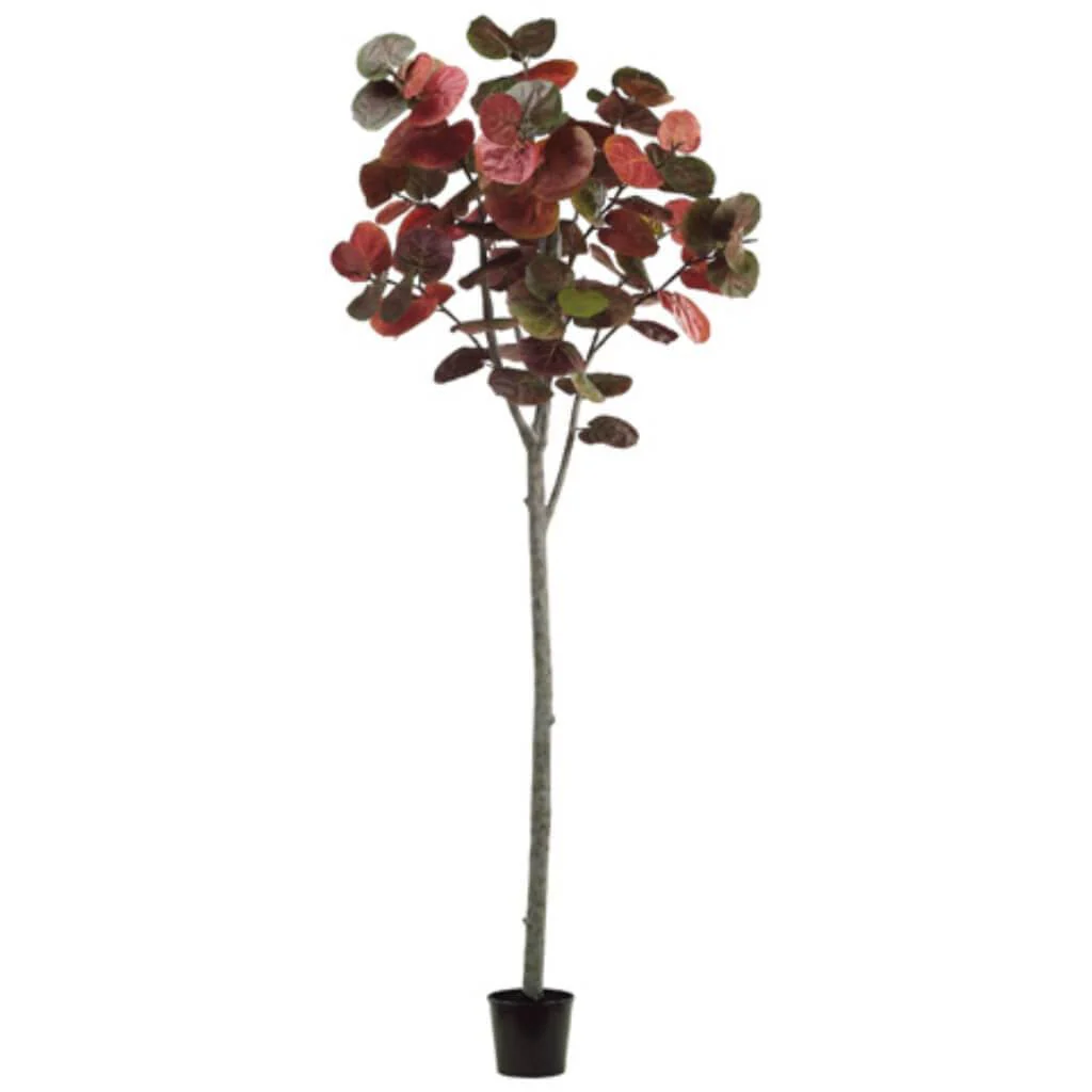 Grape Tree Sea with 85 leaves 9ft, Green/Red