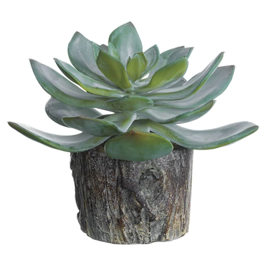 Echeveria in Cement Planter Green Gray 5.5in