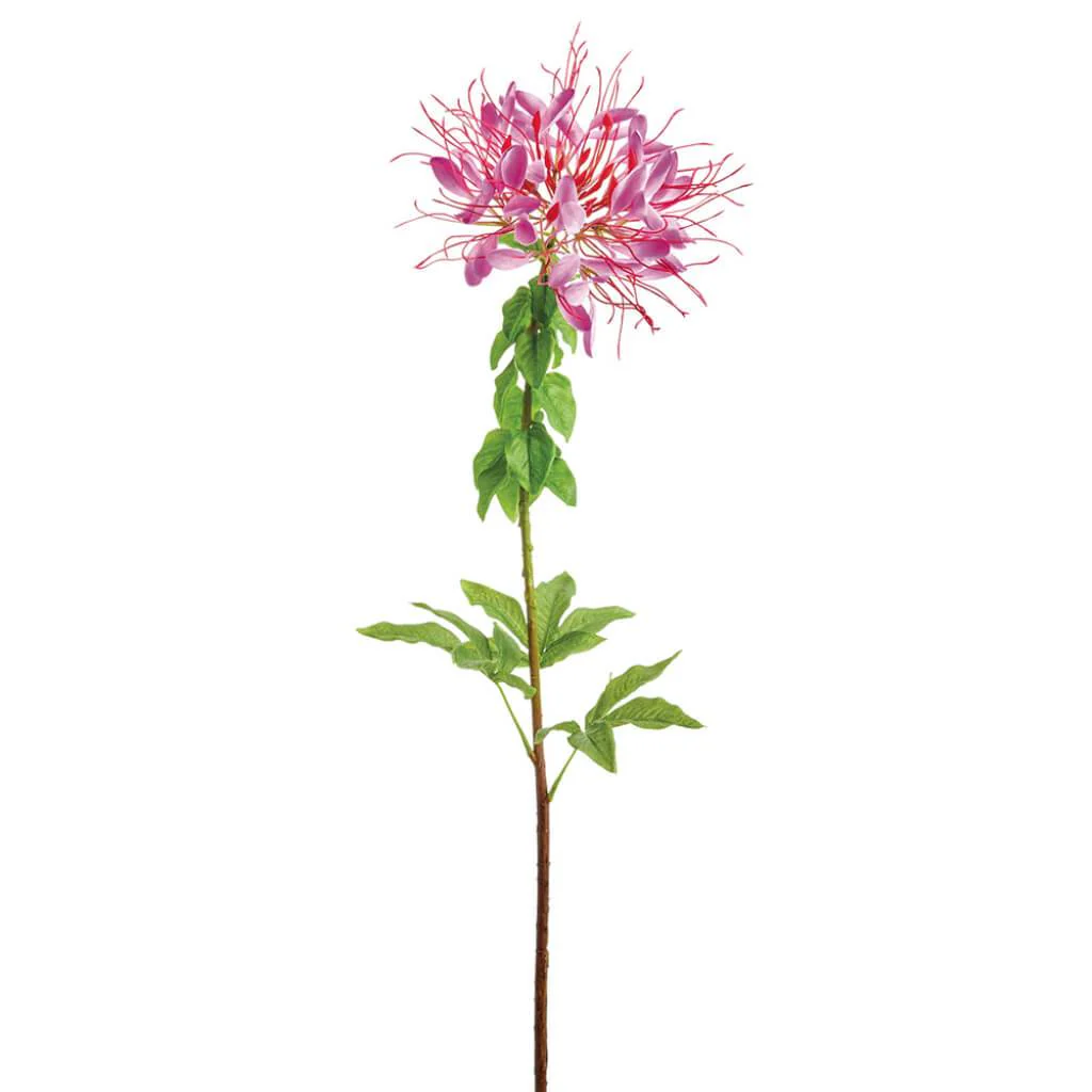 Cleome Spinosa Spray 34in Purple