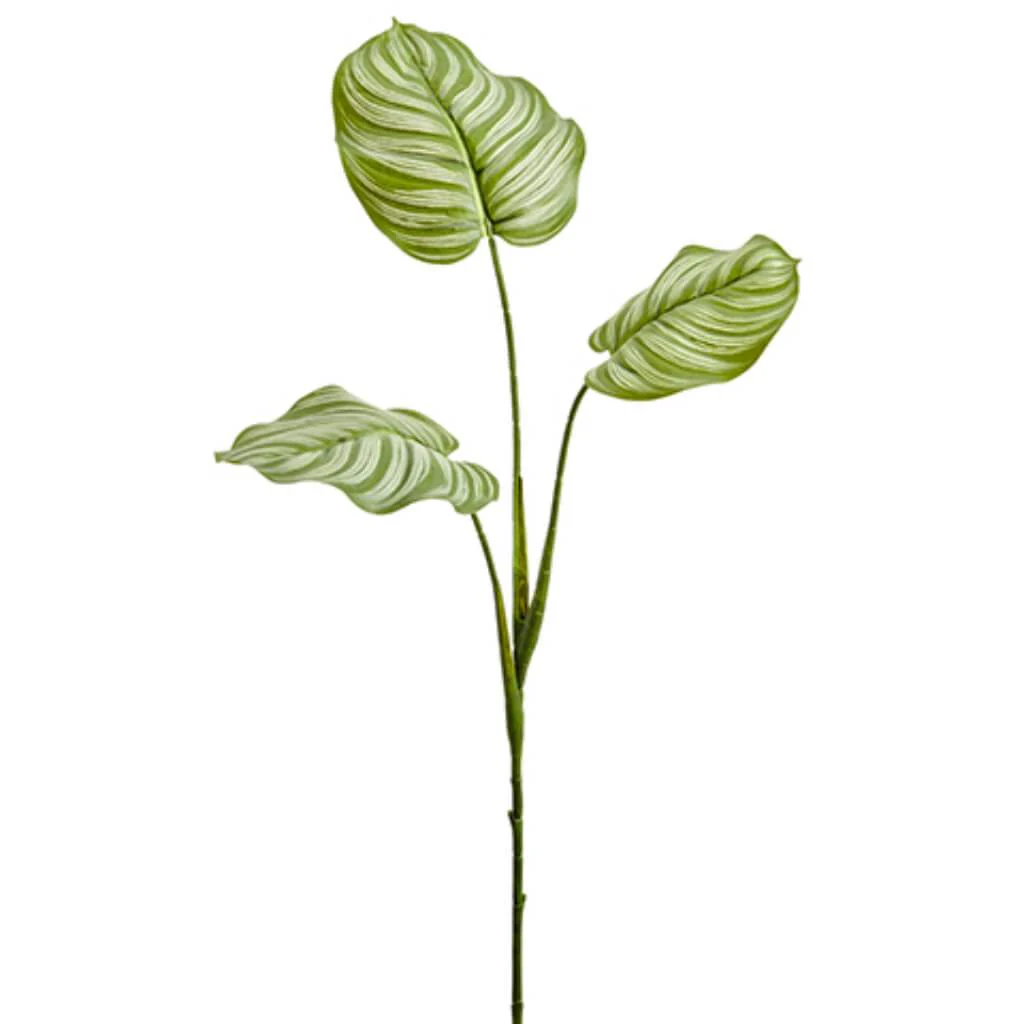 Calathea Leaf Spray 36in Green