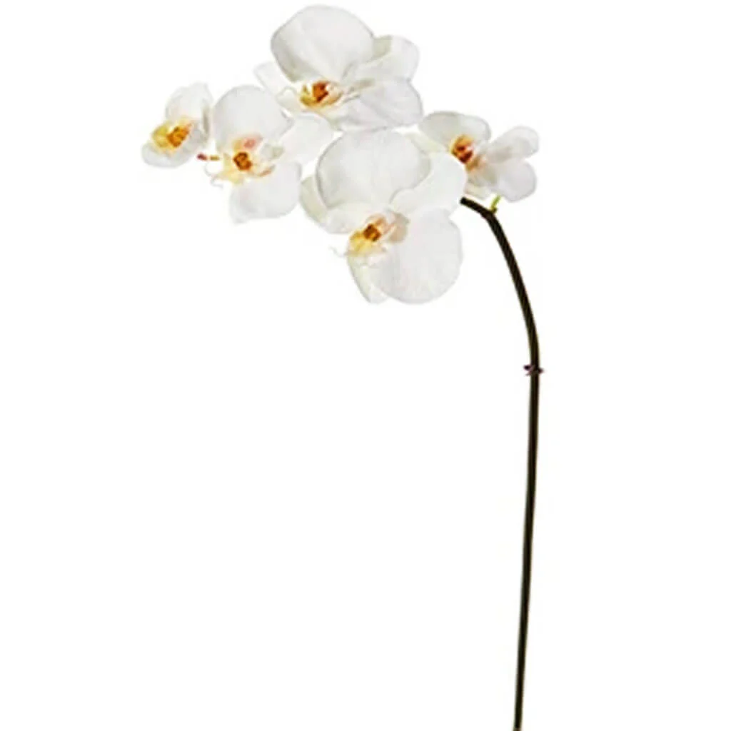 Phalaenopsis Orchid Spray 30in Cream