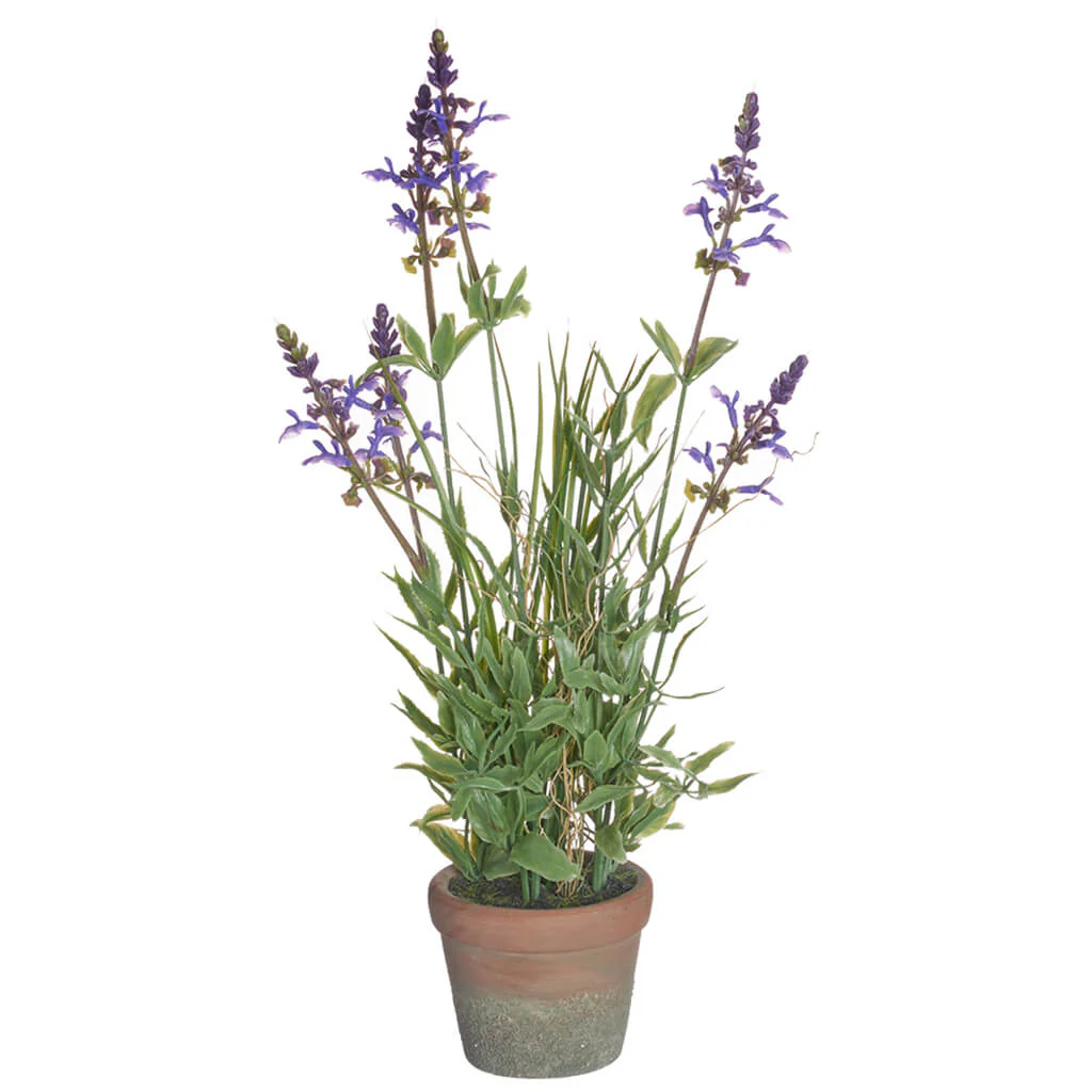 Lavender in Cement Pot Purple, 16.5in