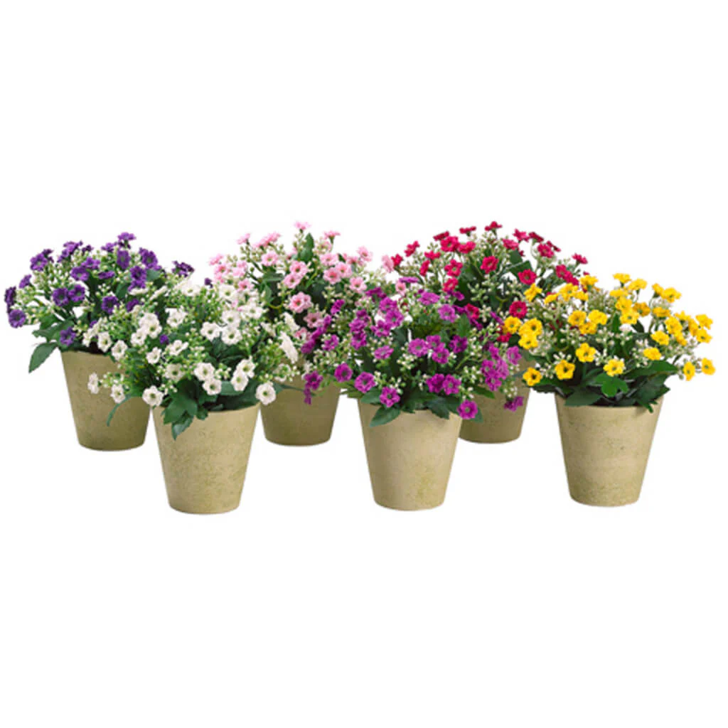 Sweet William in Paper Mache Pot Violet, 8in - Image 6