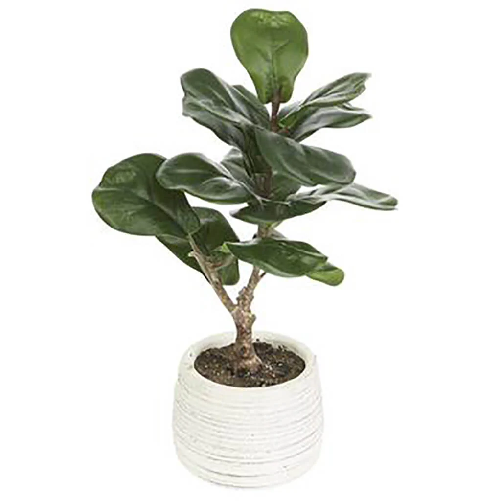 Fiddle Plant in Cement Pot Green, 14in