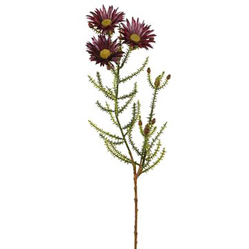 Blooming Kaaps Green Spray 24in Purple