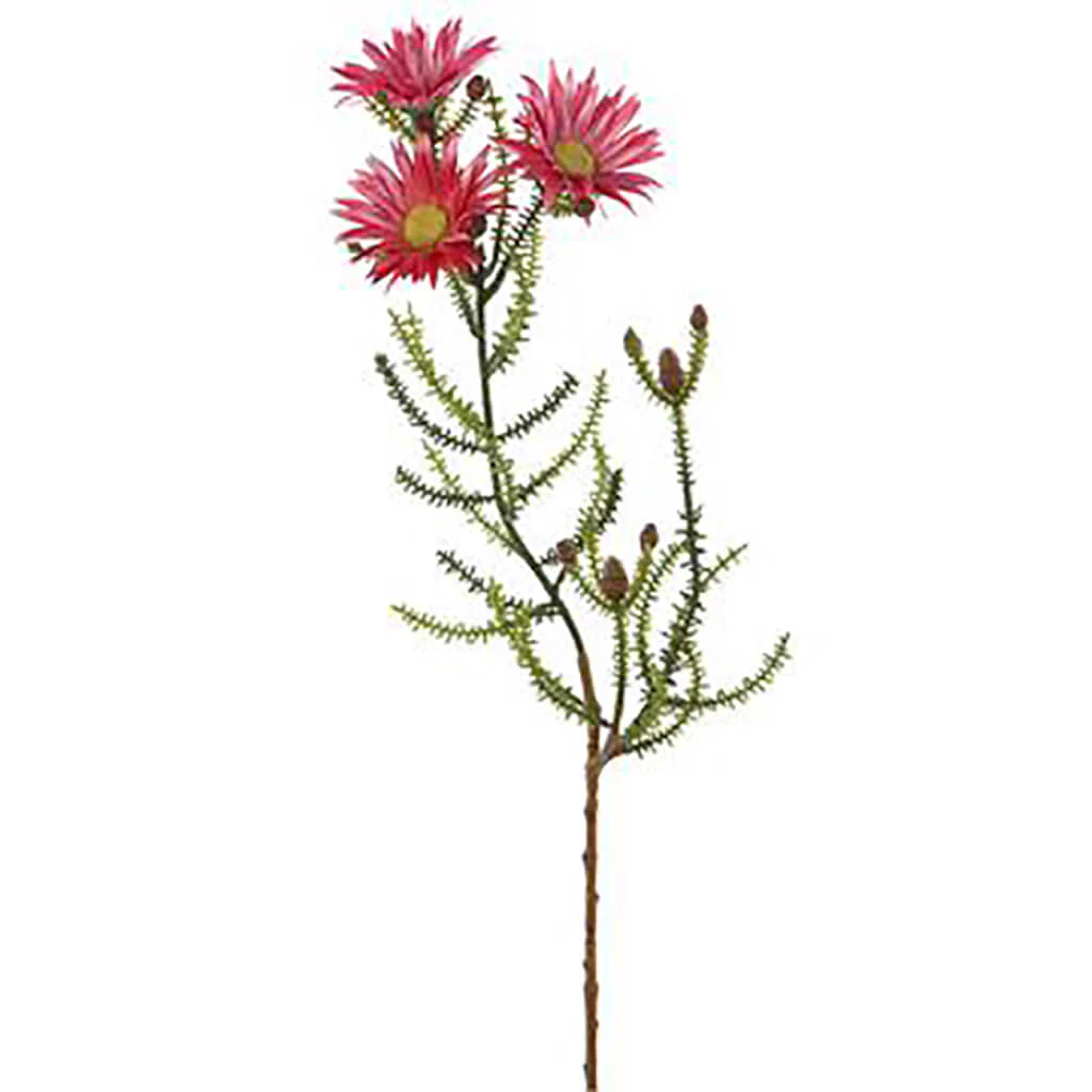 Blooming Kaaps Green Spray 24in Hot Pink