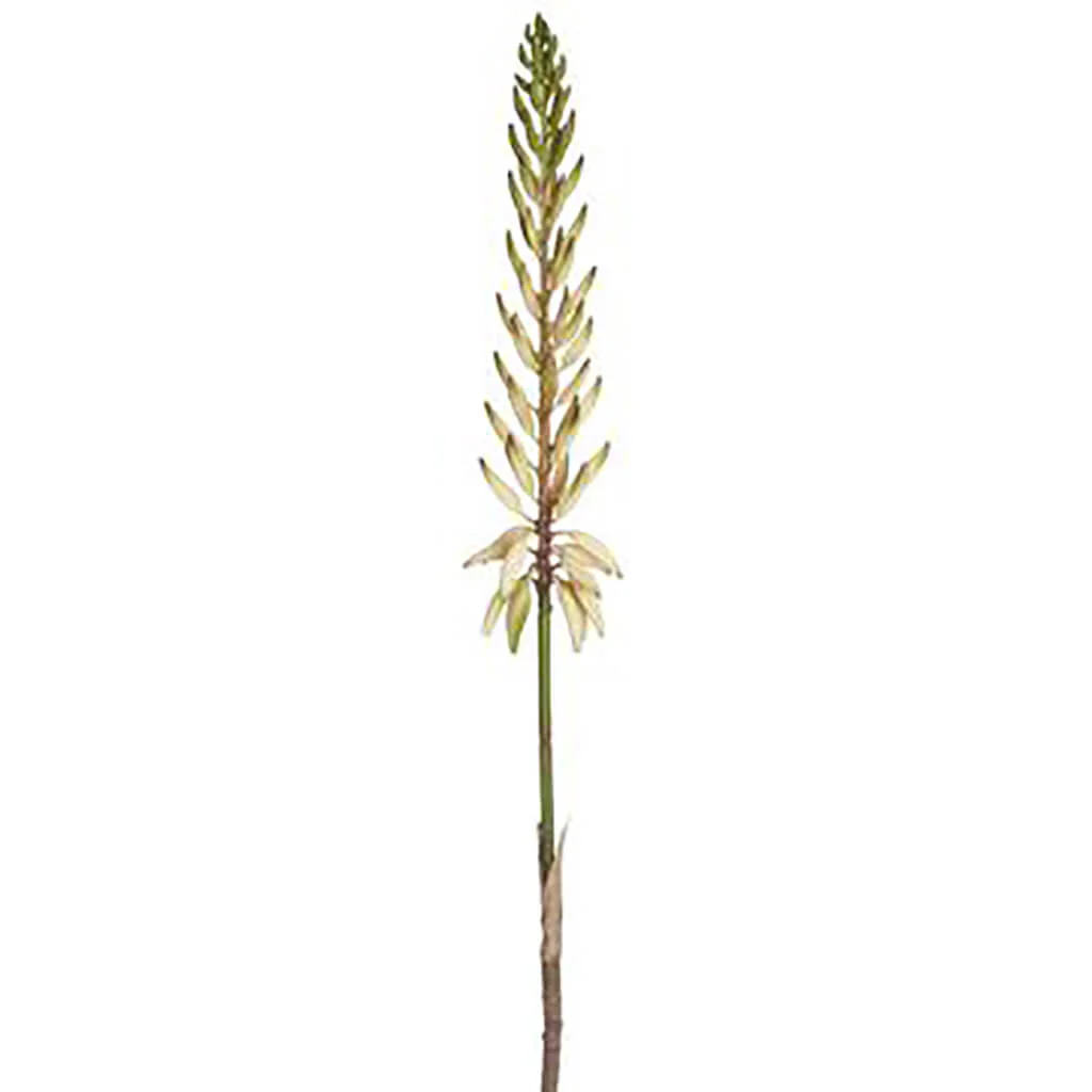 Agave Flower Spray 28in White Green