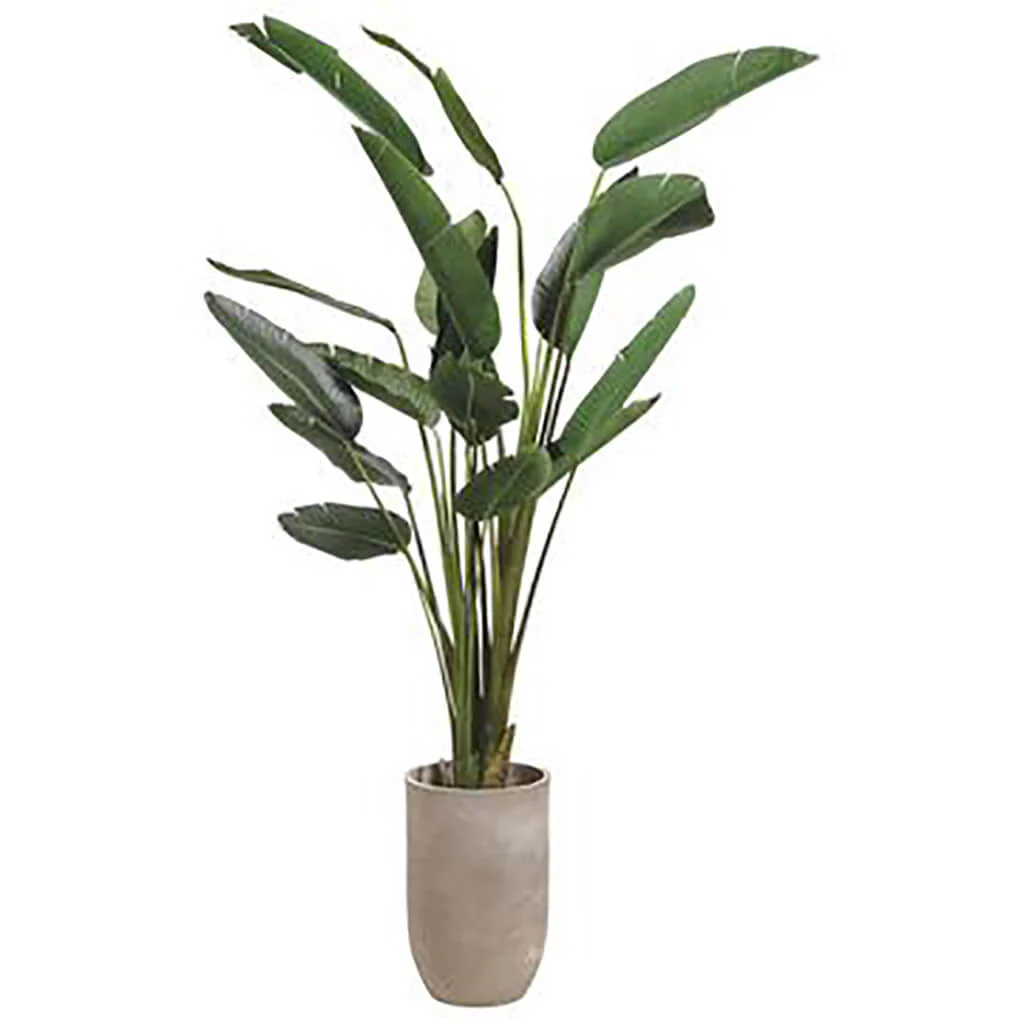 Birds of Paradise in Planter, 8ft