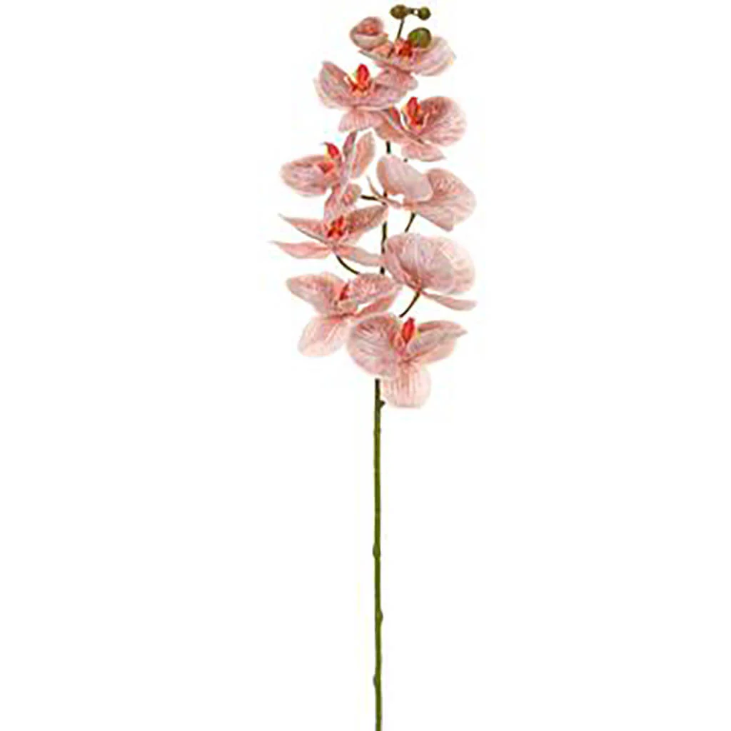 Phalaenopsis Orchid Spray With 10 Flowers  42.5in Cinnamon