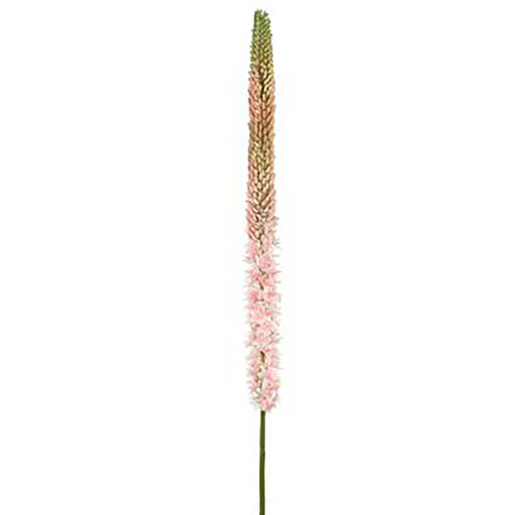 Foxtail Lily Spray 51in Pink Green