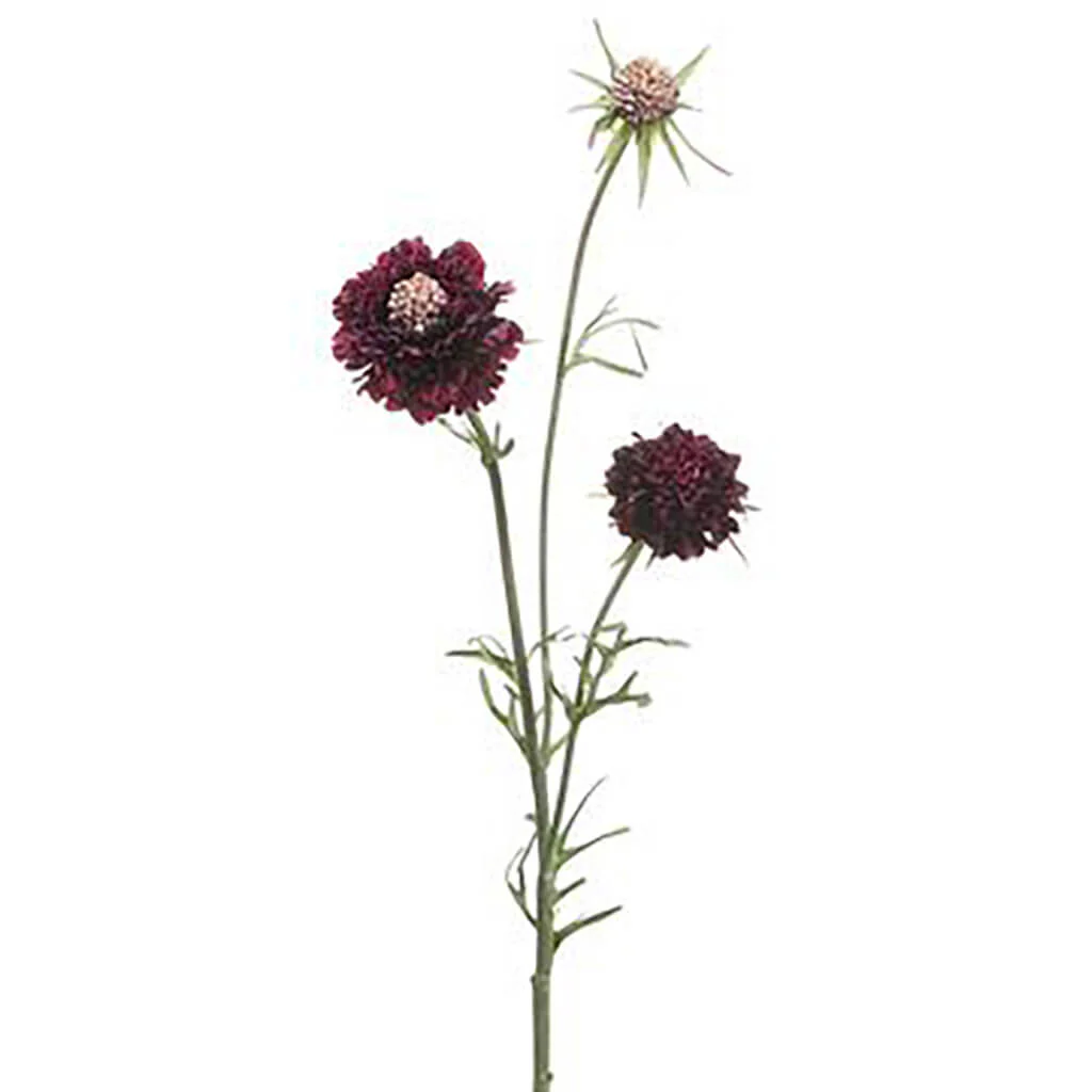Scabiosa Spray 28in Eggplant