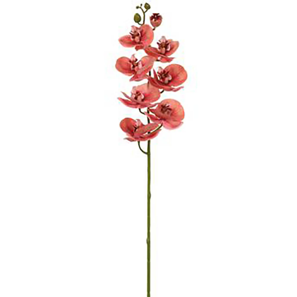 Phalaenopsis Orchid Spray With 8 Flowers 30in Cinnamon