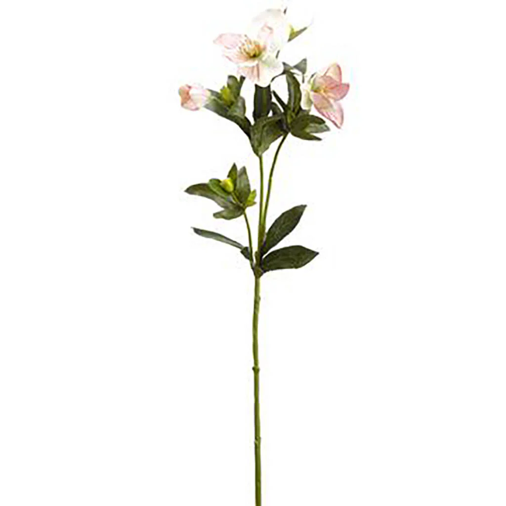Helleborus Spray 25in Pink Green